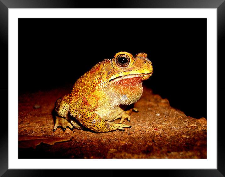 Indian toad Framed Mounted Print by Chris Grindle
