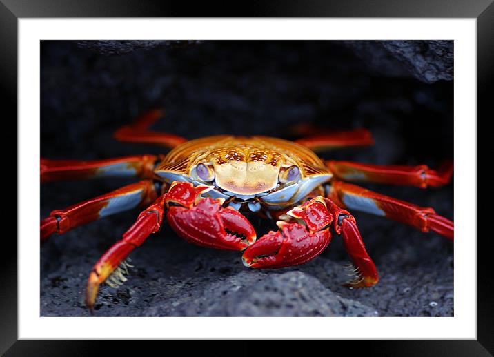 Sally Lightfoot Crab Framed Mounted Print by Ewan Kirk