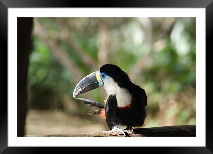 Toucan in the Amazon Framed Mounted Print by Ewan Kirk