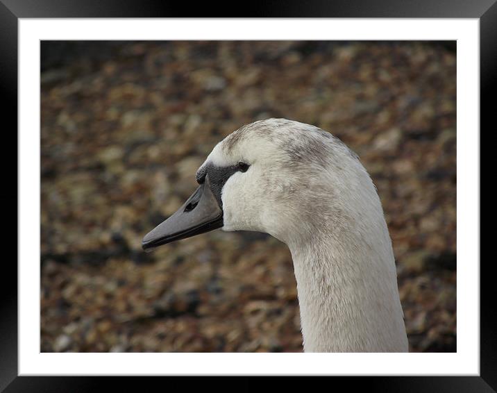 young swan Framed Mounted Print by yvette wallington