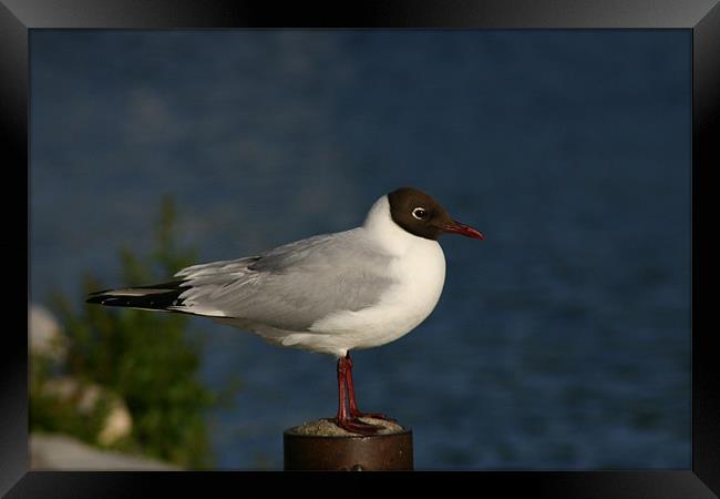 black headed gull Framed Print by yvette wallington