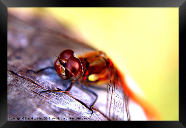 Dragonfly Framed Print by David Wilkins