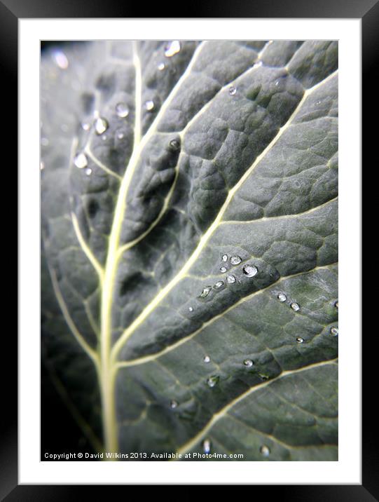 Cabbage Leaf Framed Mounted Print by David Wilkins