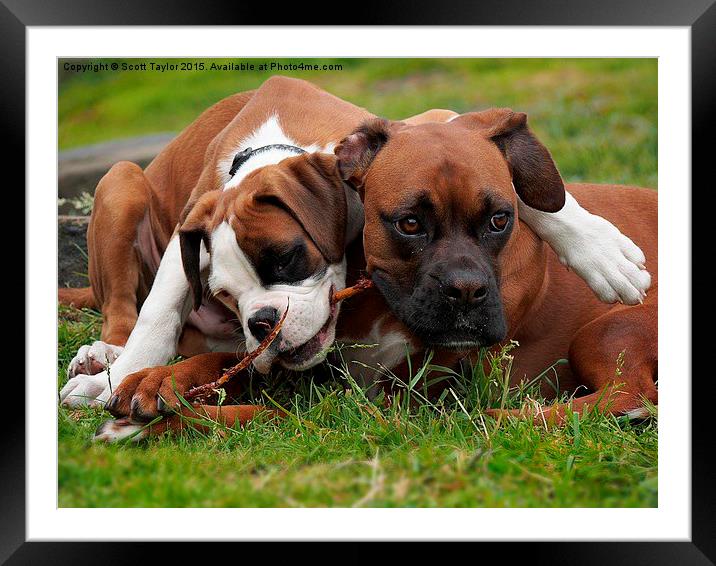 Best Of Friends Framed Mounted Print by Scott Taylor