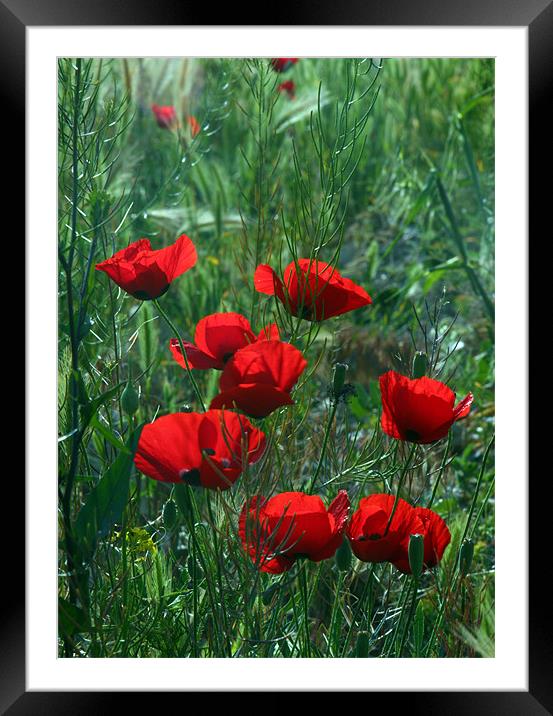 Red Flowers Framed Mounted Print by HASSAN  NEZAMIAN