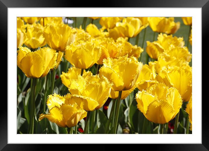 tulipa Framed Mounted Print by HASSAN  NEZAMIAN