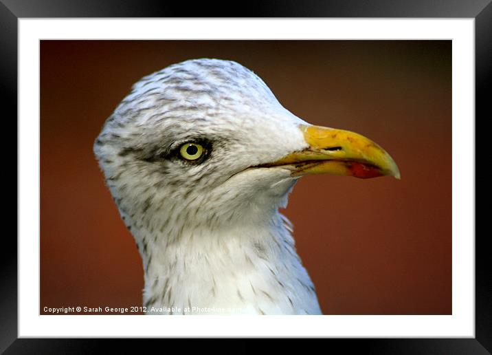 Inquisitive Herring Gull Framed Mounted Print by Sarah George