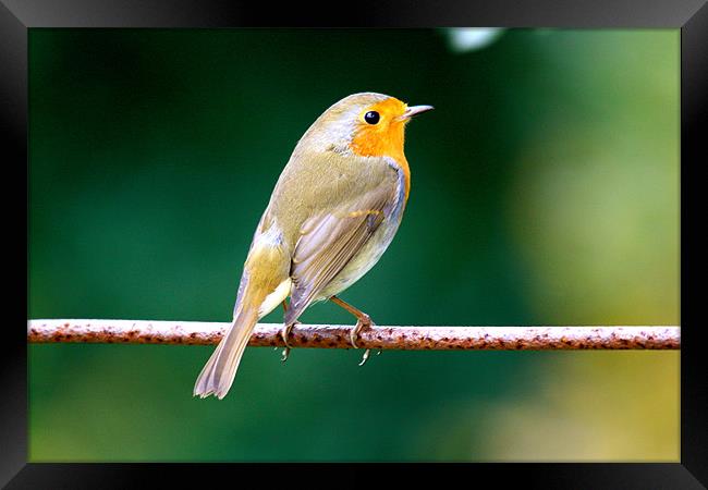 Robin on a Wire Framed Print by Sarah George