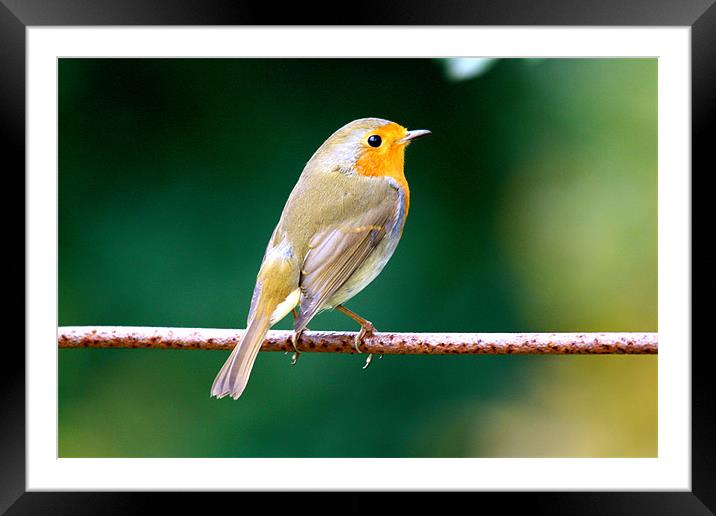 Robin on a Wire Framed Mounted Print by Sarah George
