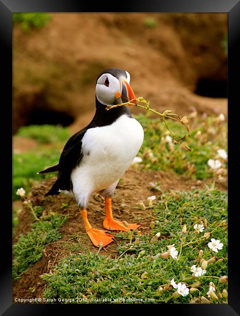 Puffin with Twig Framed Print by Sarah George
