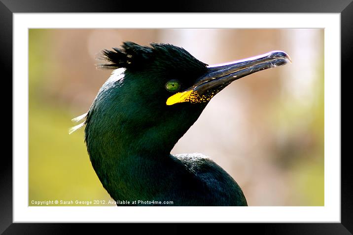 Common Shag Framed Mounted Print by Sarah George