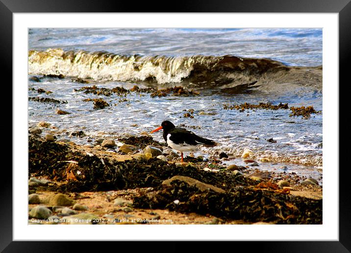 The Black Isle Oystercatcher Framed Mounted Print by Sarah George