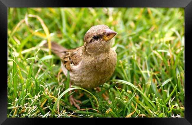 House Sparrow Framed Print by Sarah George