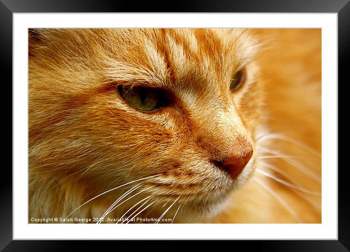 Cat in Close-up Framed Mounted Print by Sarah George