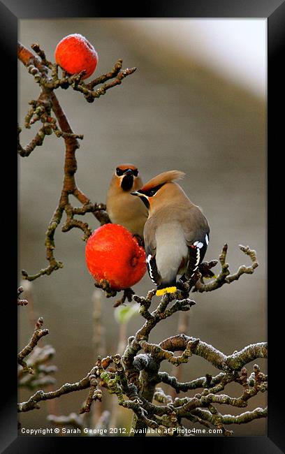 Waxwings in Portrait Framed Print by Sarah George