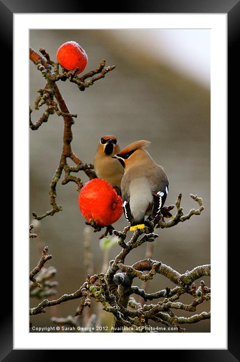 Waxwings in Portrait Framed Mounted Print by Sarah George