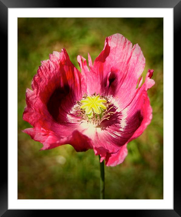  Pink Poppy Framed Mounted Print by Sarah George