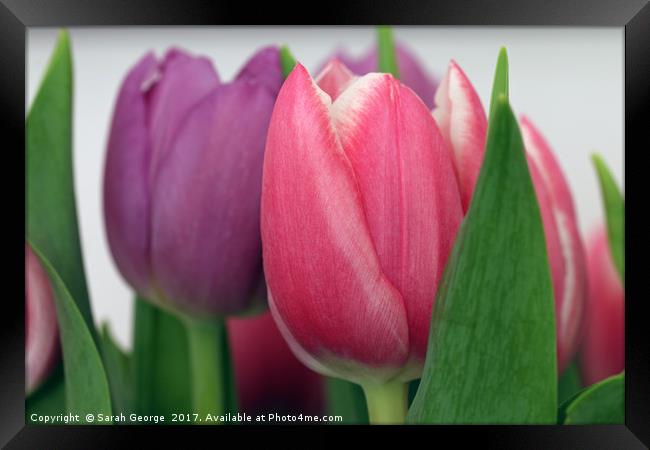 Tulips Framed Print by Sarah George