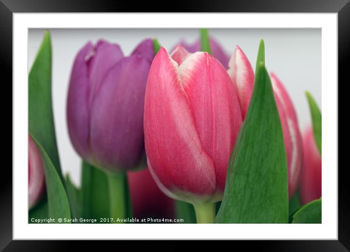 Tulips Framed Mounted Print by Sarah George