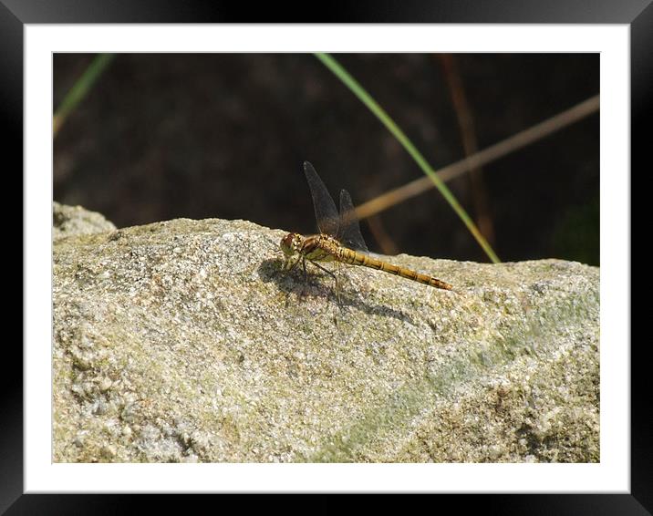 DragonFly Framed Mounted Print by TERENCE O'NEILL