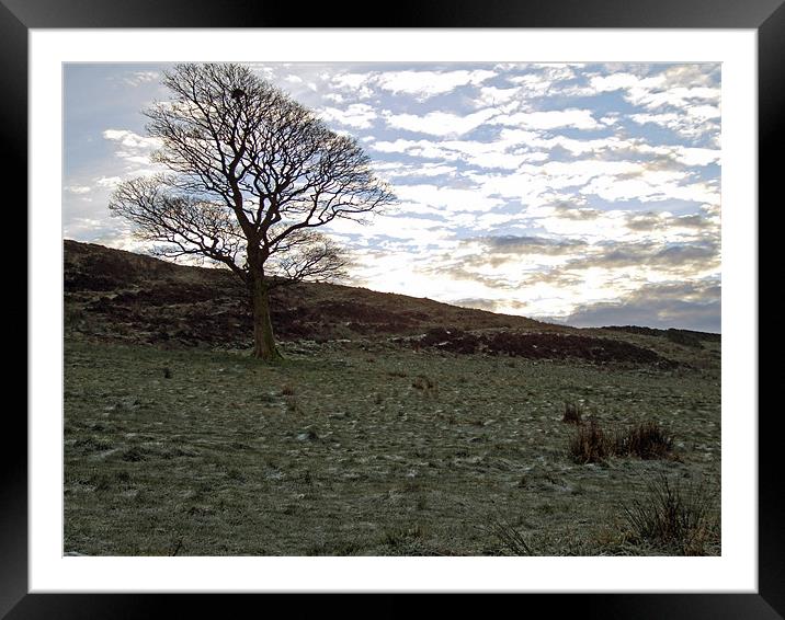 Birtle Tree Framed Mounted Print by TERENCE O'NEILL