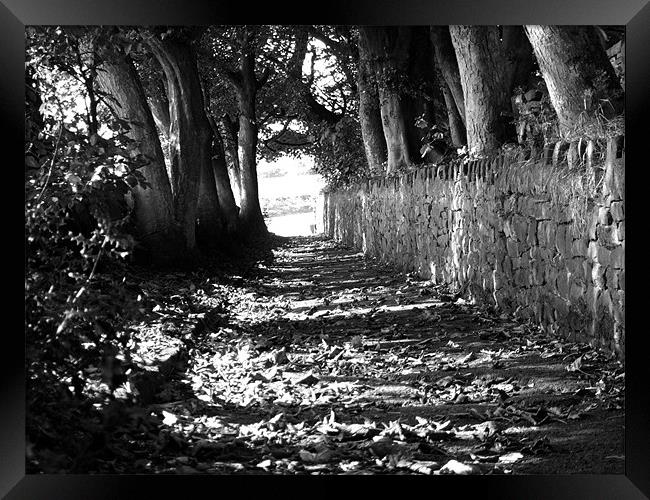 church path autumn Framed Print by TERENCE O'NEILL