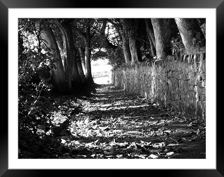 church path autumn Framed Mounted Print by TERENCE O'NEILL