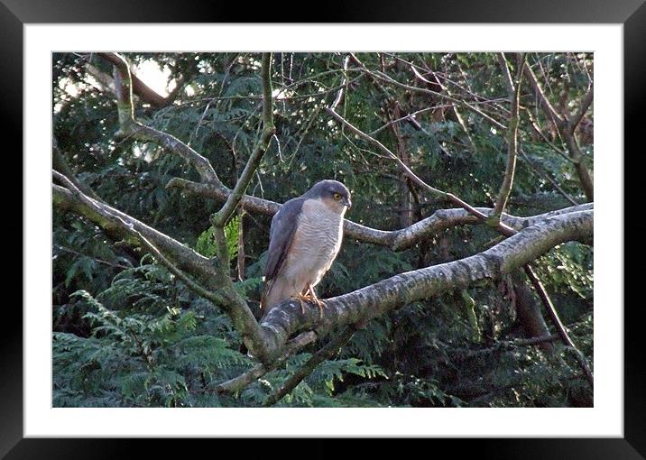 Sparrowhawk Framed Mounted Print by TERENCE O'NEILL