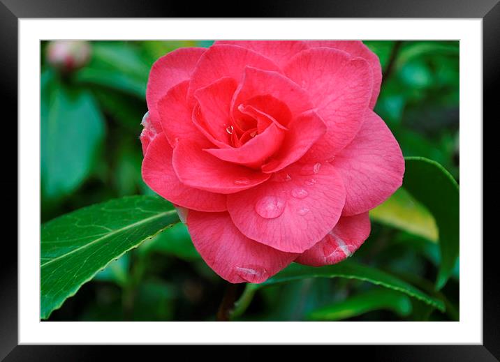 PINK FLOWER Framed Mounted Print by TERENCE O'NEILL