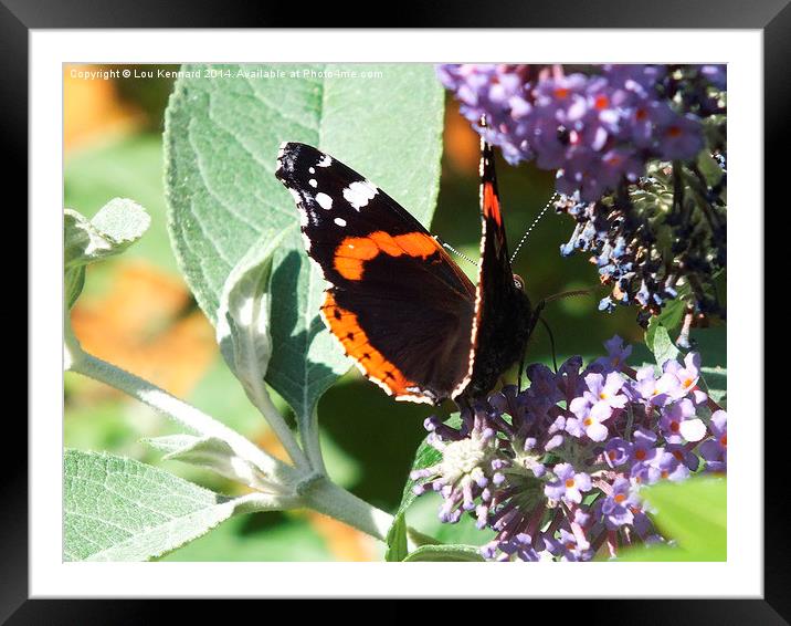 Butterfly 1 Framed Mounted Print by Lou Kennard