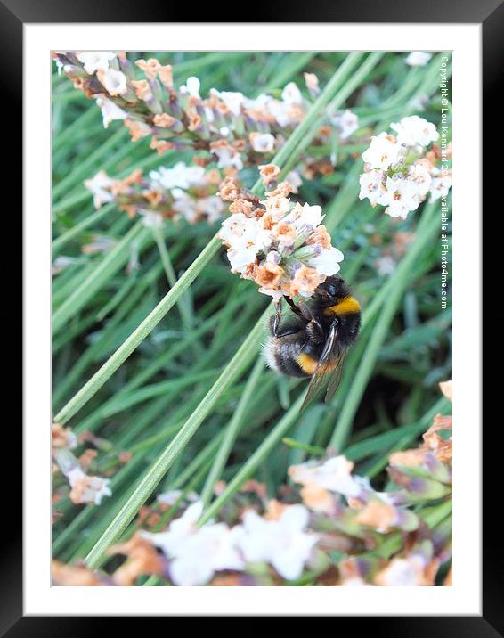 Bee Framed Mounted Print by Lou Kennard
