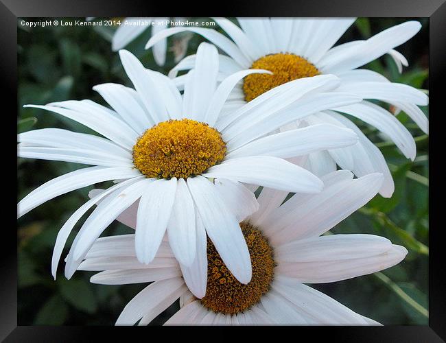 Three Daisies Framed Print by Lou Kennard