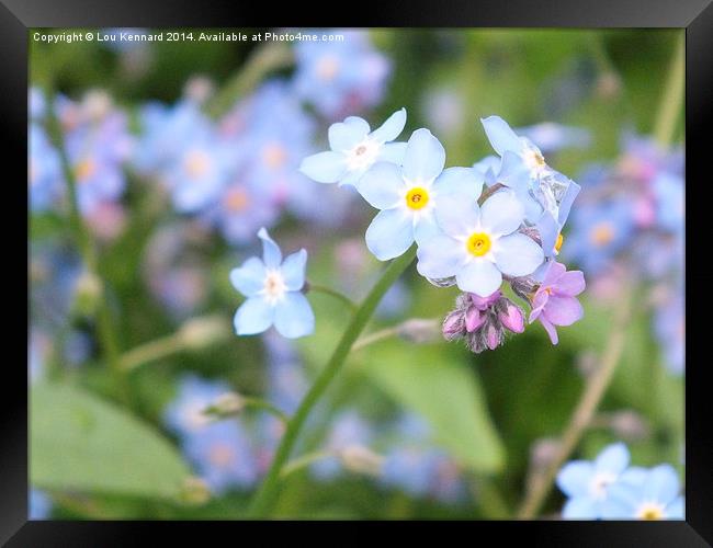 Forget-Me-Not 1 Framed Print by Lou Kennard