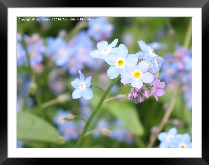 Forget-Me-Not 1 Framed Mounted Print by Lou Kennard