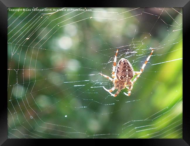 Spider in Web Framed Print by Lou Kennard