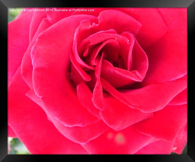 Red Rose Framed Print by Lou Kennard