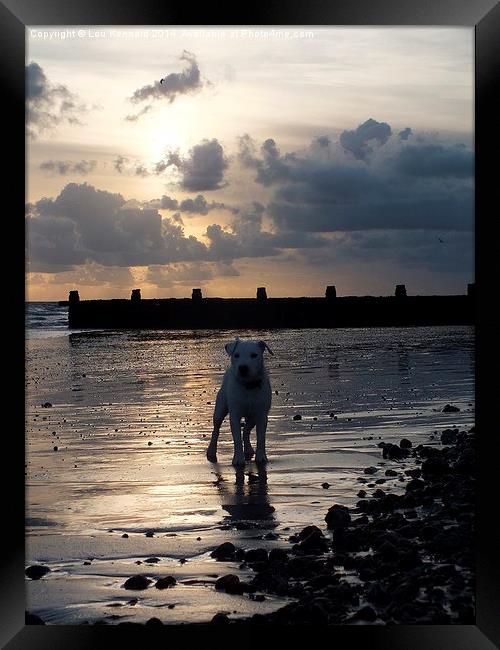 Puppy on the beach Framed Print by Lou Kennard