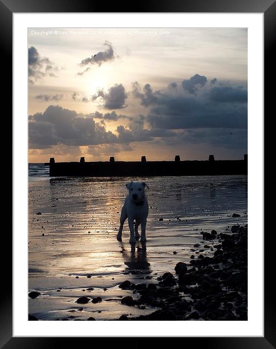 Puppy on the beach Framed Mounted Print by Lou Kennard