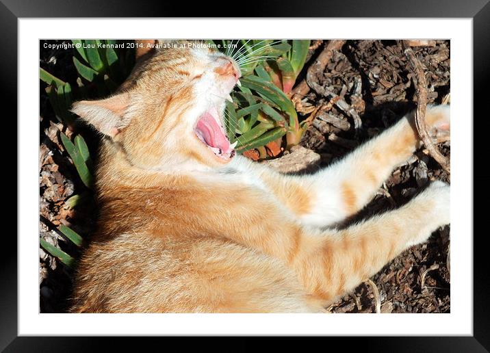 Sleeping Cat In The Sun Framed Mounted Print by Lou Kennard