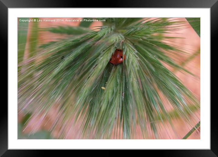 Hidden Ladybird Framed Mounted Print by Lou Kennard