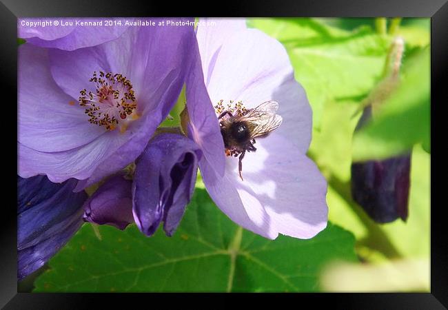 Bee 2 Framed Print by Lou Kennard