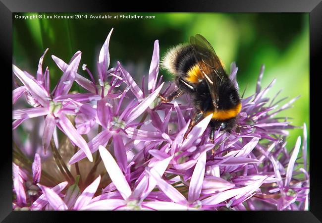 Bee 4 Framed Print by Lou Kennard