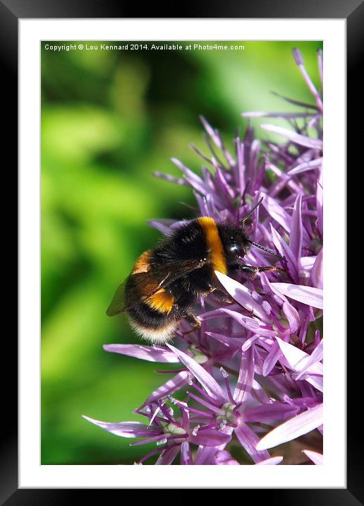 Bee 5 Framed Mounted Print by Lou Kennard