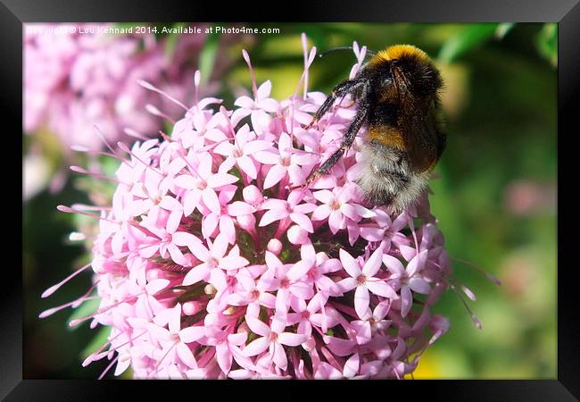 Bee 6 Framed Print by Lou Kennard