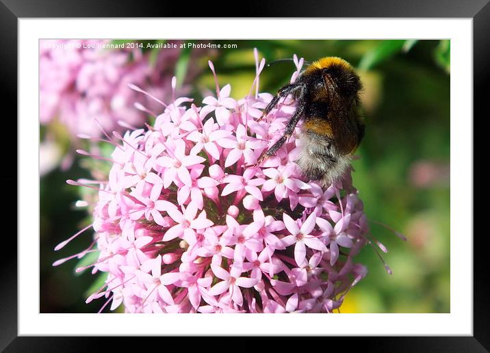 Bee 6 Framed Mounted Print by Lou Kennard
