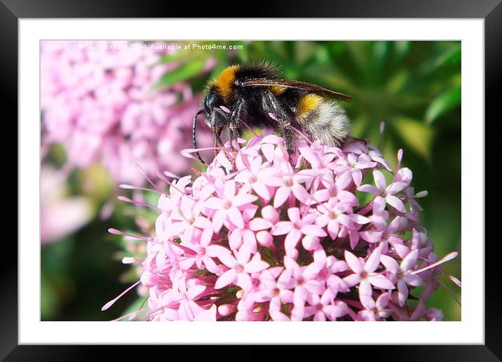 King of the World Framed Mounted Print by Lou Kennard