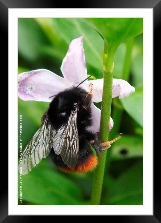 Bee On A Flower Framed Mounted Print by Lou Kennard