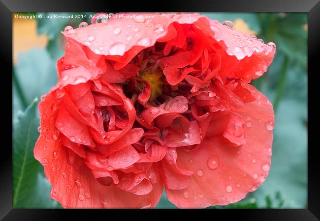 Poppy In The Rain Framed Print by Lou Kennard