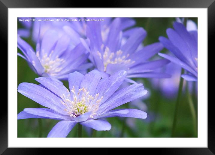 Field Of Blue Framed Mounted Print by Lou Kennard