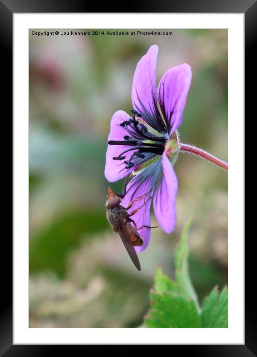  Purple Flower Framed Mounted Print by Lou Kennard